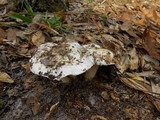 Hygrophorus subsordidus image