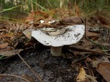 Hygrophorus subsordidus image