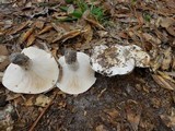 Hygrophorus subsordidus image