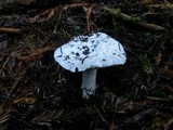 Amanita silvicola image