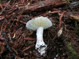 Amanita silvicola image