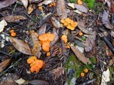 Hygrocybe miniata image