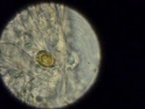 Hygrocybe miniata image