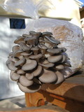 Pleurotus columbinus image