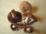 Agaricus cupreobrunneus image