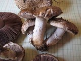 Agaricus cupreobrunneus image