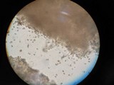 Agaricus cupreobrunneus image