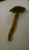 Phaeocollybia fallax image