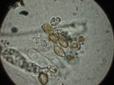 Phaeocollybia fallax image