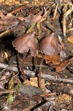 Psilocybe banderillensis image