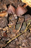 Psilocybe banderillensis image