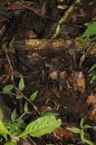 Psilocybe banderillensis image