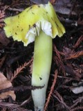 Hygrocybe virescens image
