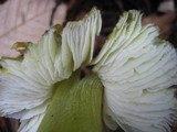 Hygrocybe virescens image