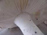 Amanita silvicola image