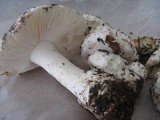 Amanita silvicola image