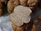 Terfezia arenaria image