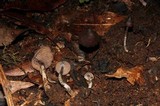 Psilocybe banderillensis image
