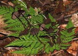 Psilocybe banderillensis image
