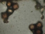 Astraeus pteridis image