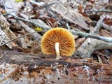 Gymnopilus penetrans image