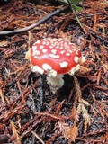 Amanita muscaria var. flavivolvata image