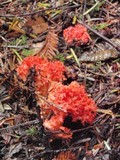 Ramaria stuntzii image