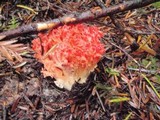 Ramaria stuntzii image