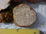 Terfezia arenaria image