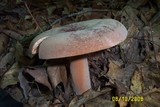Lactifluus corrugis image