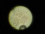 Hygrocybe miniata image