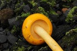 Pulveroboletus curtisii image