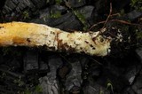 Pulveroboletus curtisii image