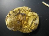 Russula cremoricolor image
