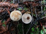 Hebeloma sacchariolens image
