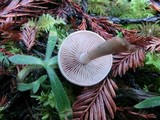 Hebeloma sacchariolens image
