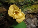 Craterellus lutescens image