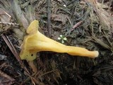 Craterellus lutescens image
