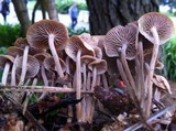 Gymnopus villosipes image