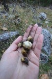 Lycoperdon nigrescens image