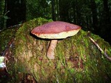 Boletellus mirabilis image