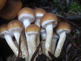 Psathyrella piluliformis image