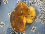 Boletus regineus image