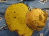 Boletus regineus image