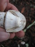 Agaricus moelleri image