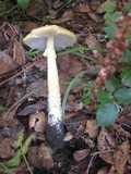 Amanita augusta image