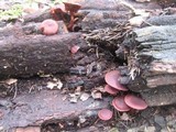 Tubaria punicea image