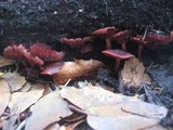 Tubaria punicea image