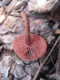 Tubaria punicea image