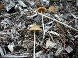 Conocybe cyanopus image